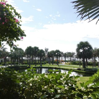 Tropical garden with a pond, palm trees, and pink flowering vines against a bright blue sky.