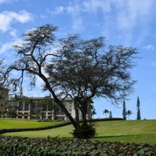 Large leafless tree with sprawling branches over a manicured lawn and stone hedges, with a hotel building in the background under a blue sky.