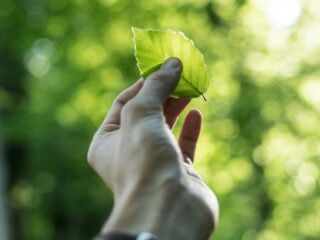 A hand holds a bright green leaf up to sunlight with a bokeh green background.