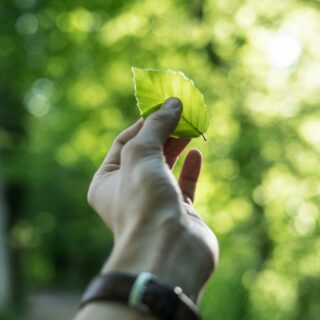 A hand holds a bright green leaf up to sunlight with a bokeh green background.