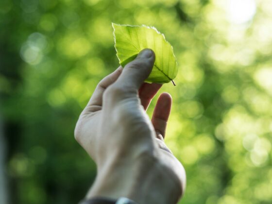 A hand holds a bright green leaf up to sunlight with a bokeh green background.