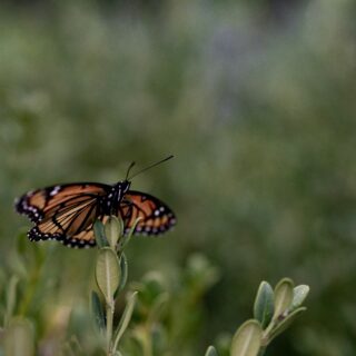 Monarch butterfly perched on a green plant with orange and black patterned wings visible against a blurred garden background.