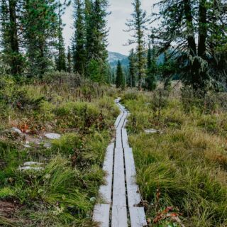 Wooden boardwalk leading through a grassy forest clearing with tall evergreen trees and distant hills.