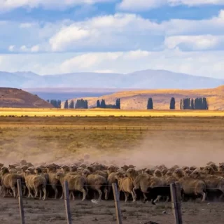 Two riders on horseback guide a large flock of sheep across a dusty plains landscape, with dogs running alongside in a wide valley.
