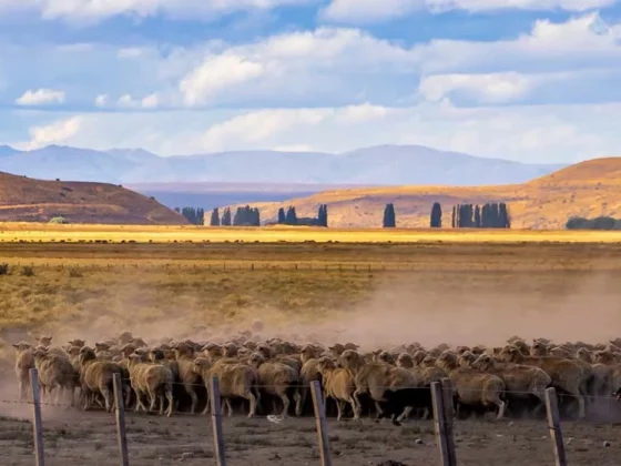 Two riders on horseback guide a large flock of sheep across a dusty plains landscape, with dogs running alongside in a wide valley.