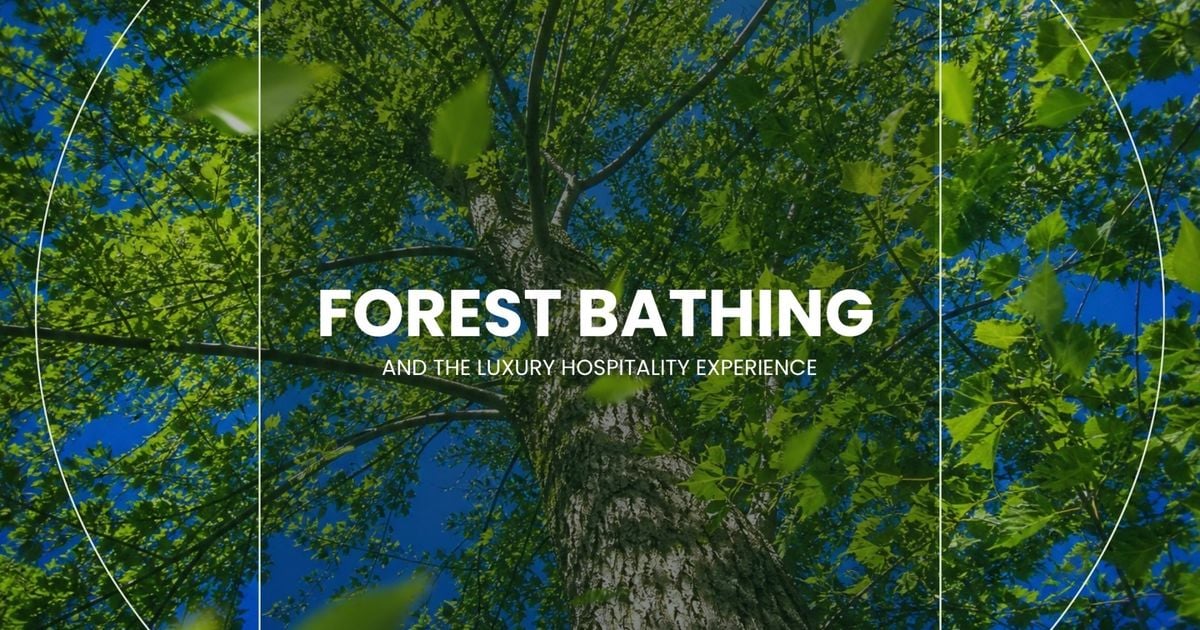 Forest Bathing Gains Popularity in Luxury Hospitality as Hotels Transform Natural Landscapes Into Curated Wellness Experiences