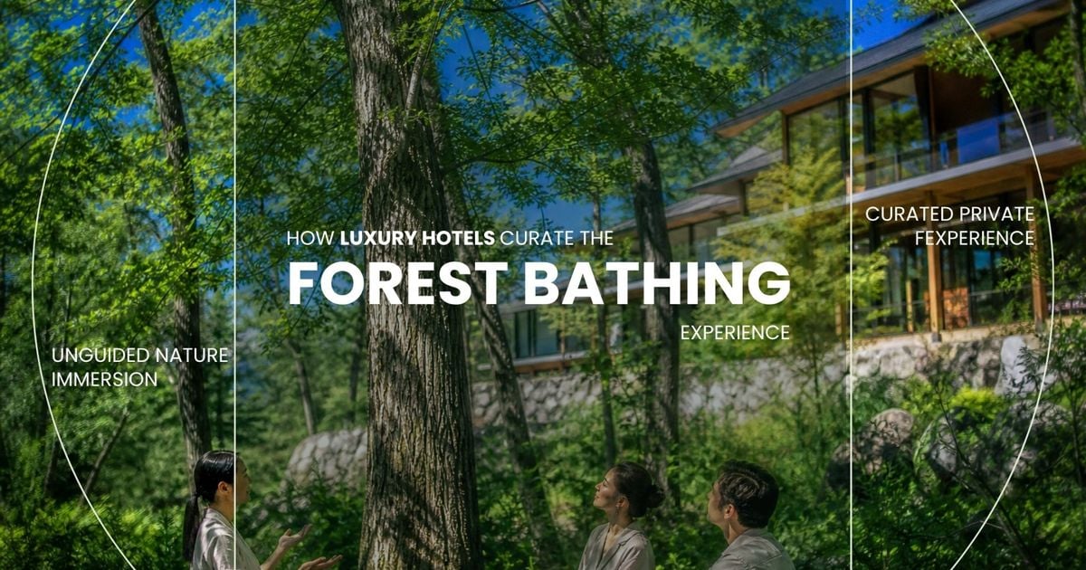 Forest Bathing, Curated: Three Levels of Hospitality Engagement