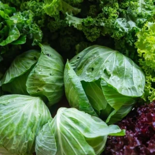 Fresh mixed greens and cabbages with kale and lettuce heads in a market basket