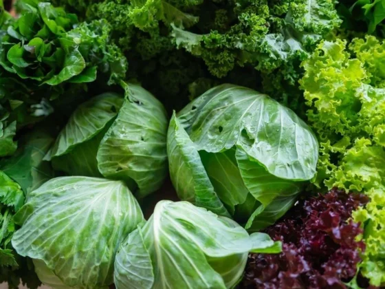Fresh mixed greens and cabbages with kale and lettuce heads in a market basket
