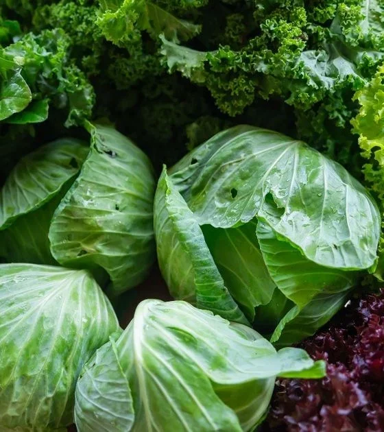 Fresh mixed greens and cabbages with kale and lettuce heads in a market basket