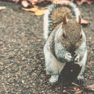 Close-up of a curious gray squirrel standing on a gravel path, facing the camera with its paws forward.