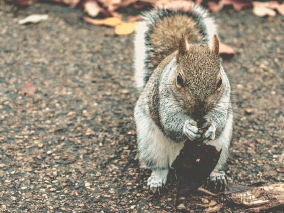 Close-up of a curious gray squirrel standing on a gravel path, facing the camera with its paws forward.