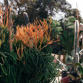 Dense close-up of orange-tipped succulent stems (likely coral cactus) in a garden setting with taller cacti in the background.