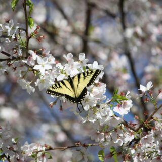 Yellow swallowtail butterfly perched on white cherry blossoms in bloom
