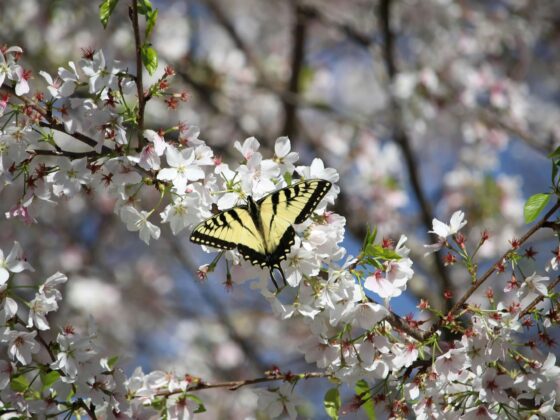Yellow swallowtail butterfly perched on white cherry blossoms in bloom