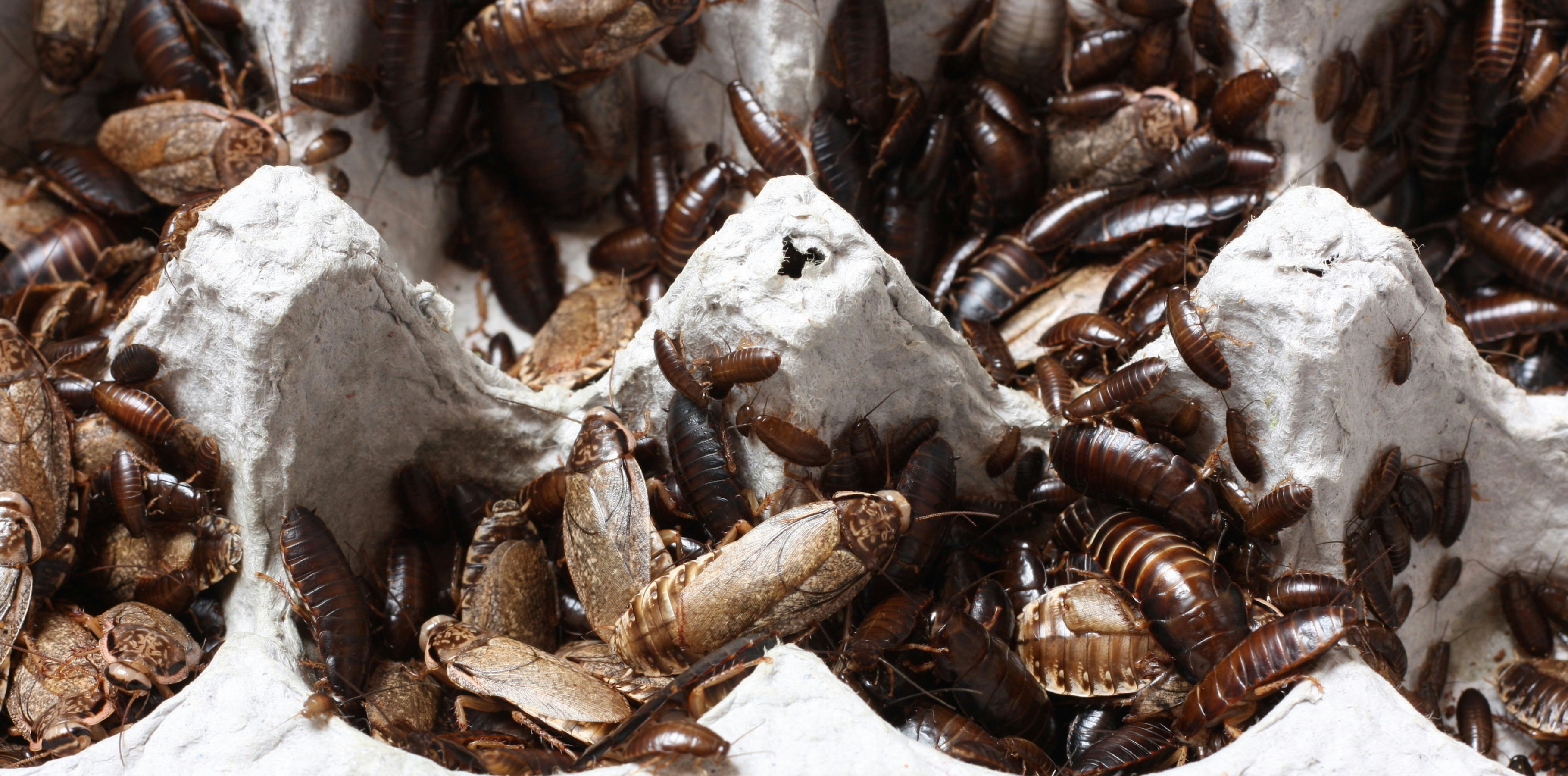 Bedbug Lawsuits Surge Against Hotels, Highlighting Need for Robust Documentation and Proactive Pest Management Strategies